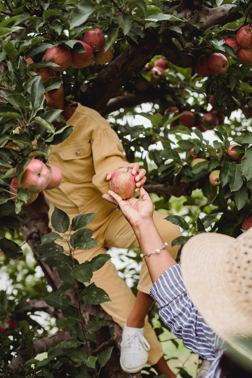 farmer harvesting apples with girl in lush garden